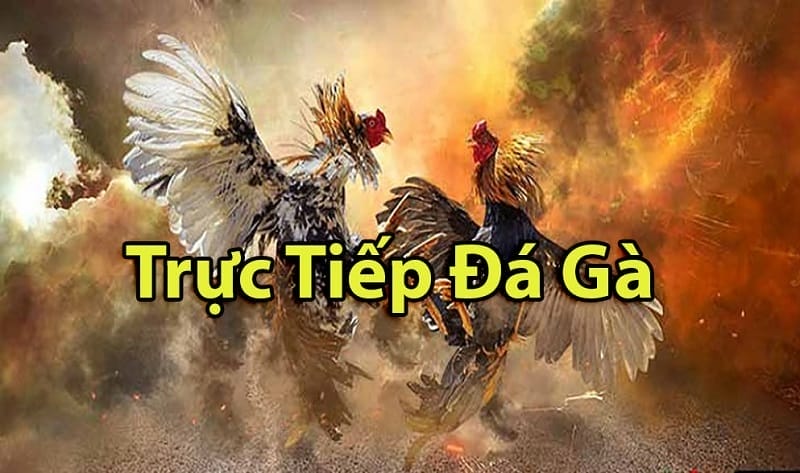 https://vulkangaming.top/tim-hieu-ve-da-ga-thomo-campuchia/